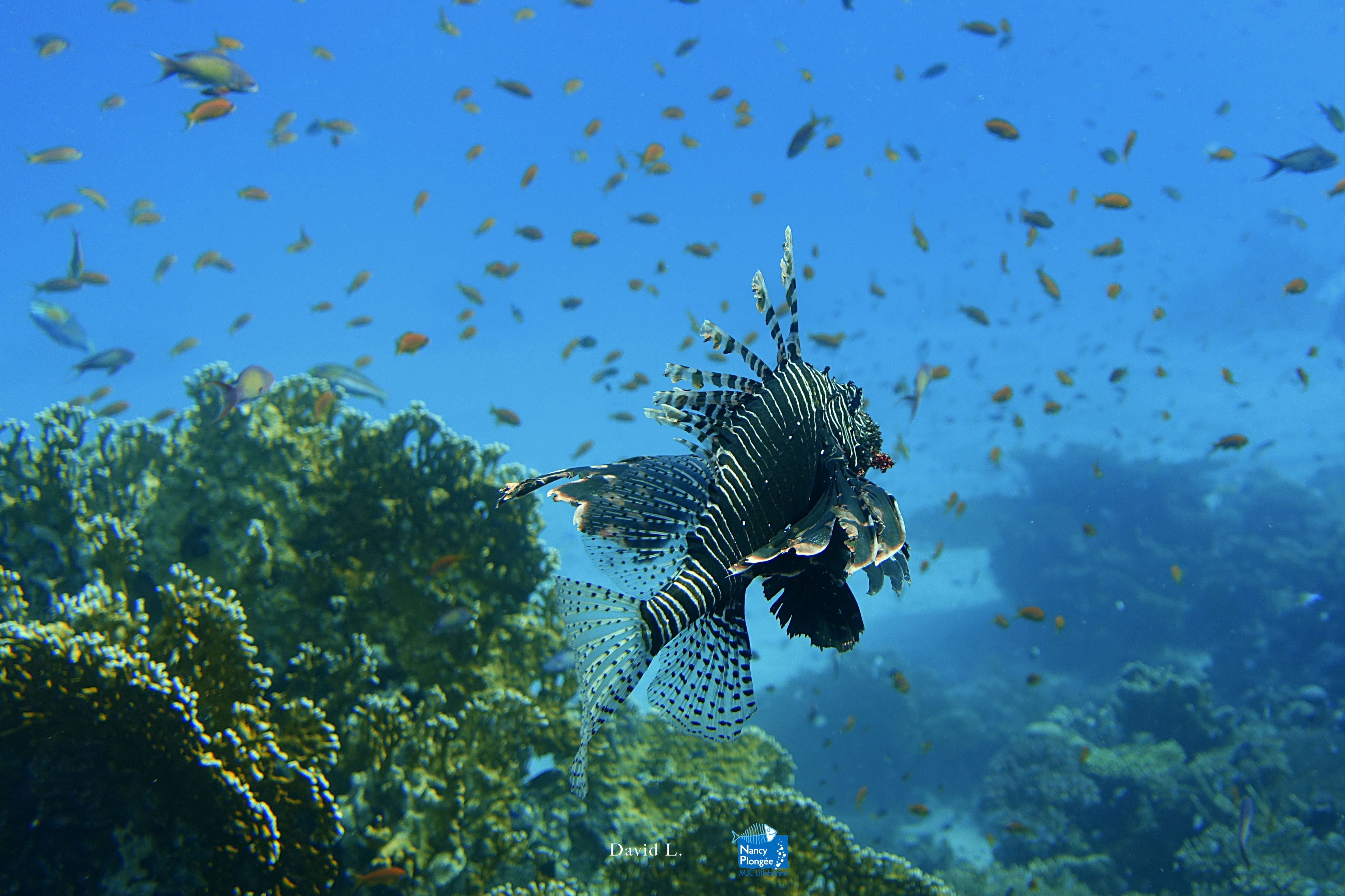 DLA DSC03339 Pterois volitans