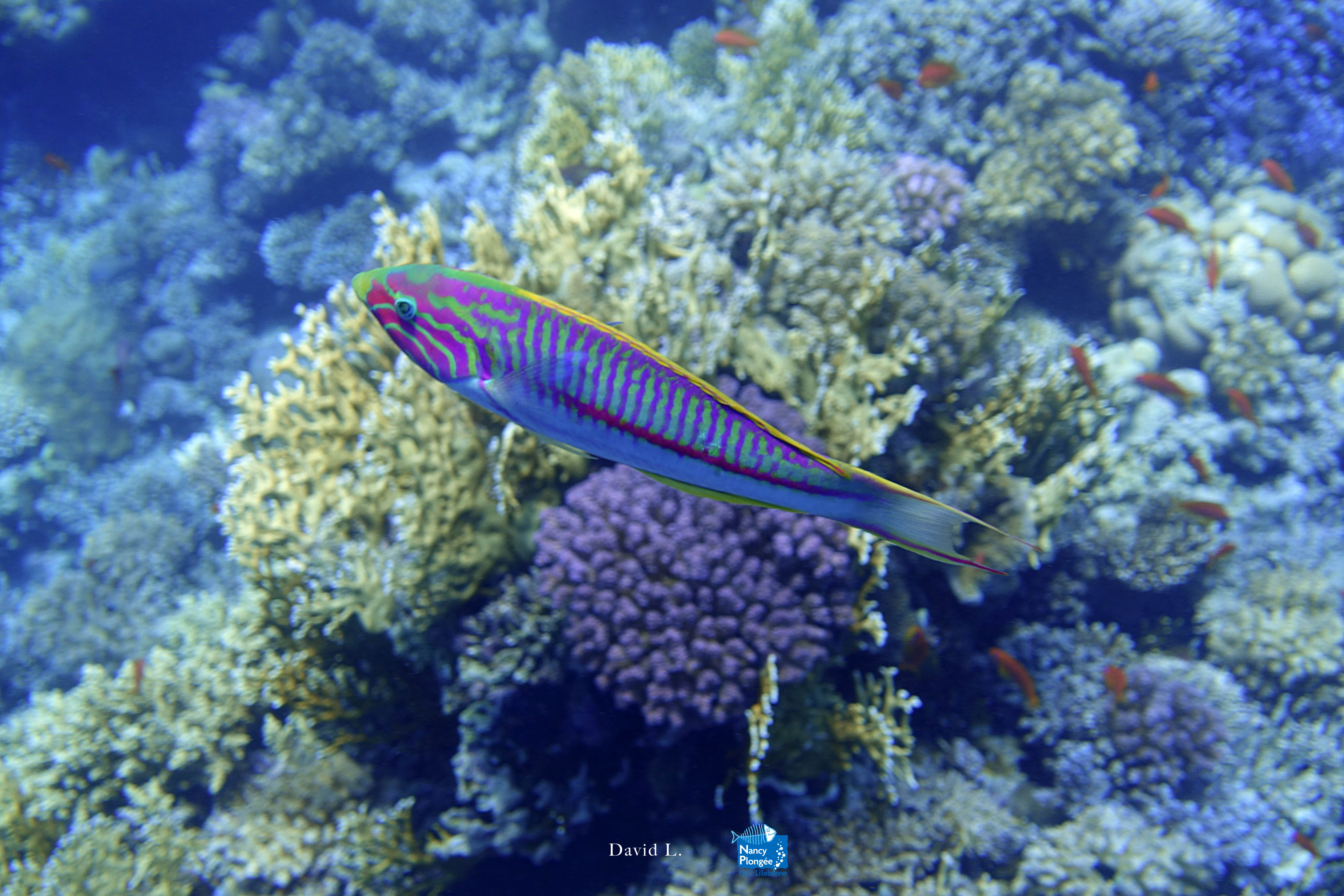 DLA DSC03431 Thalassoma rueppellii