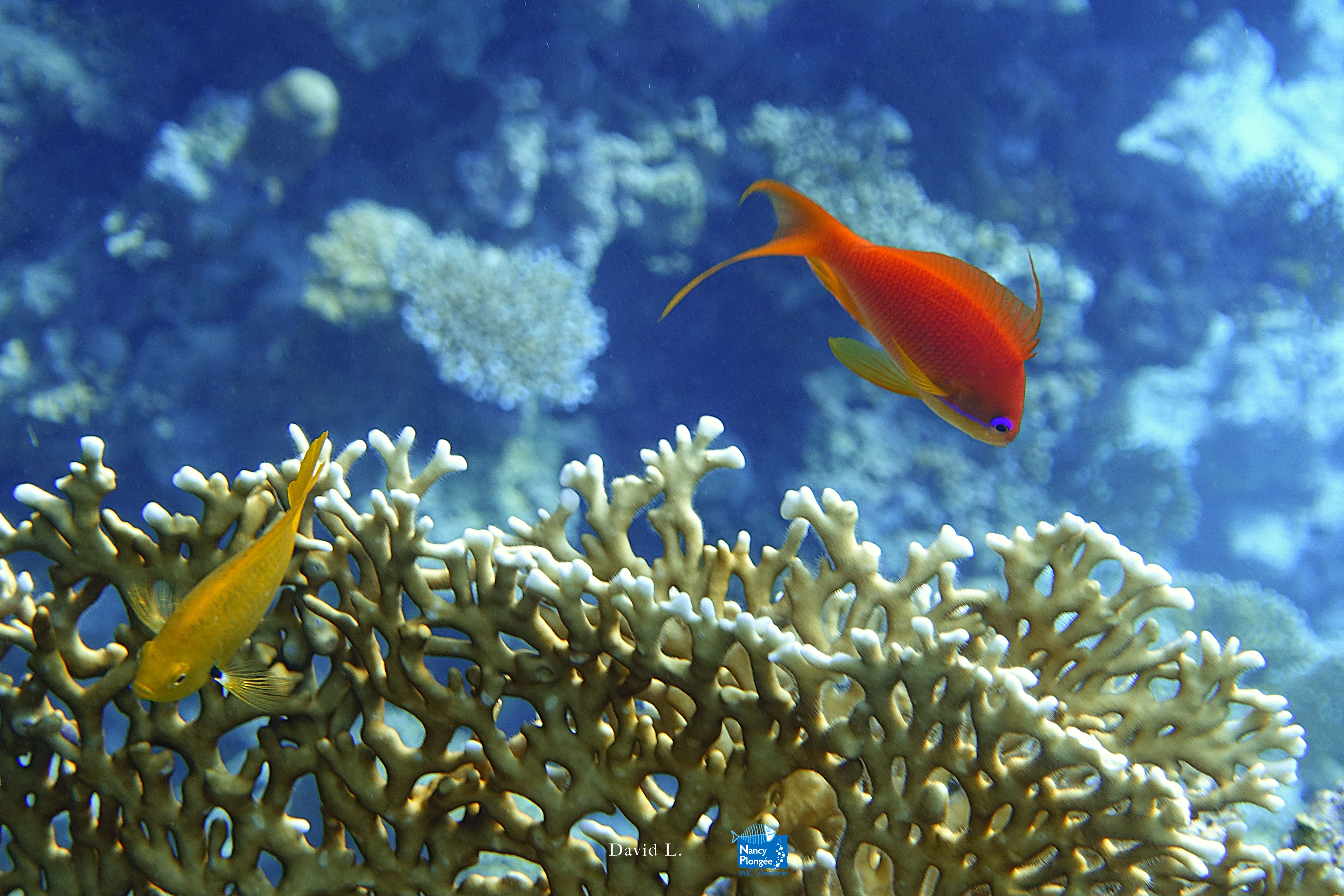 DLA DSC03595 Pseudanthias squamipinnis femelle