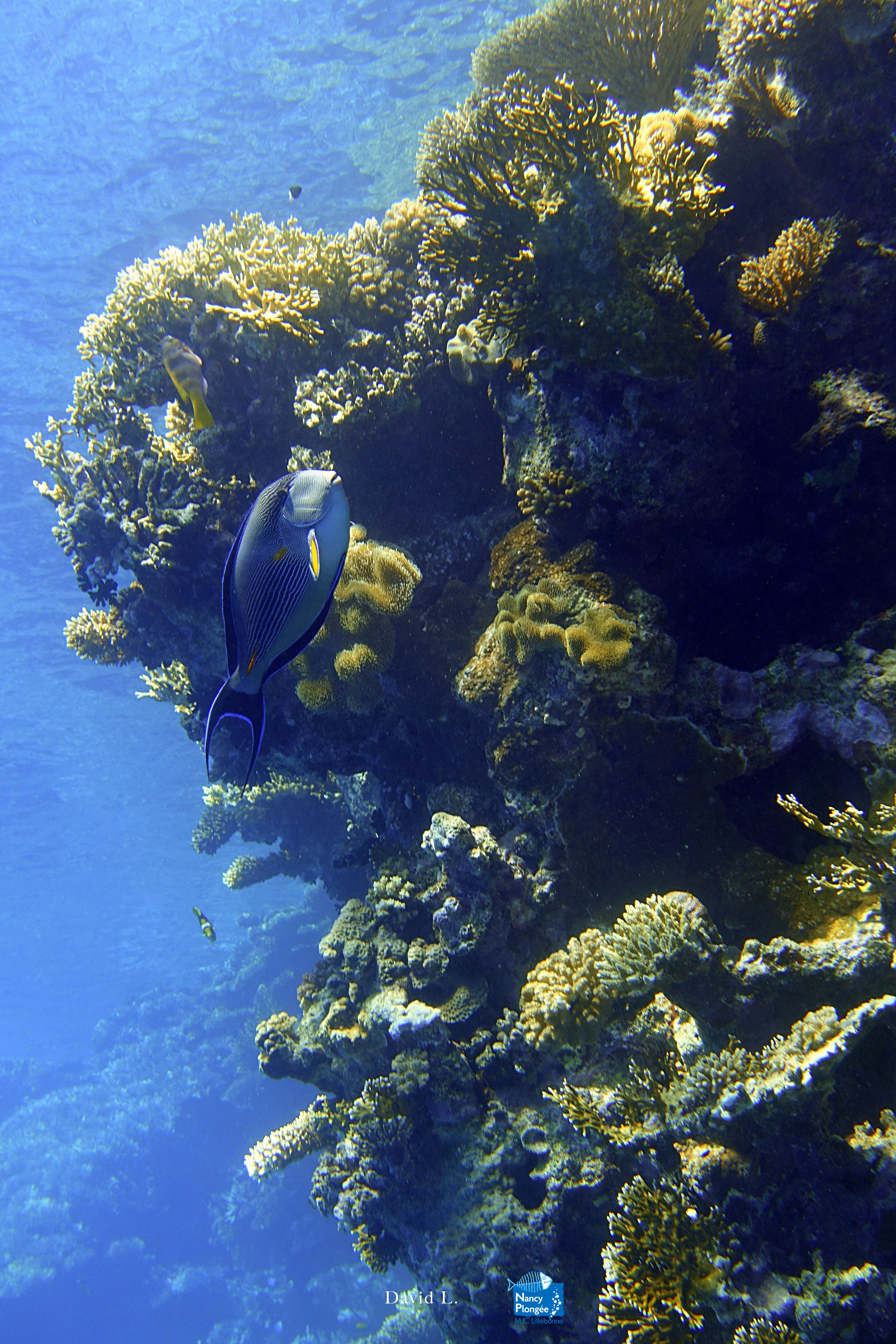 DLA DSC03613 Acanthurus sohal