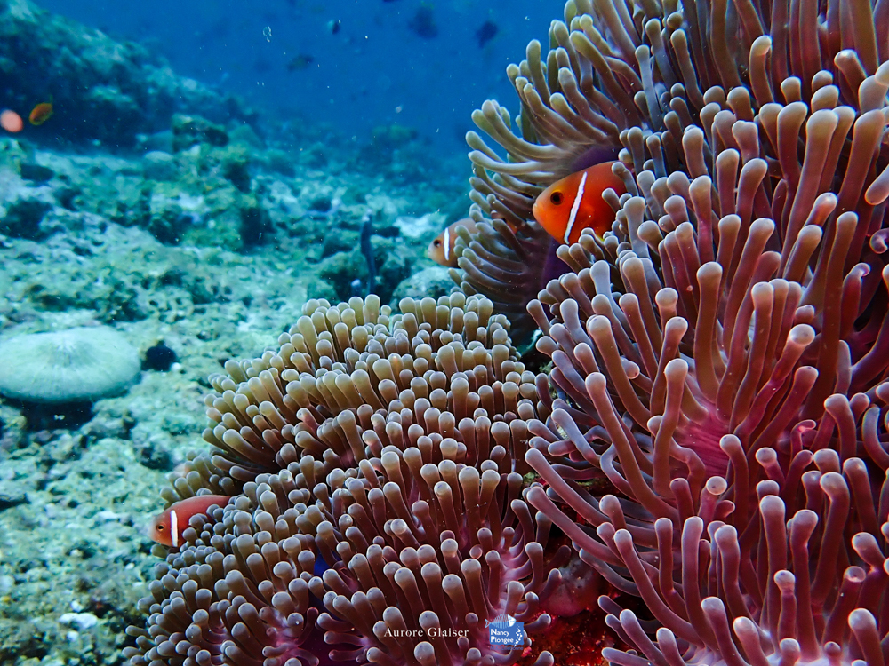 AGL voyage maldives Poisson rouge anmone