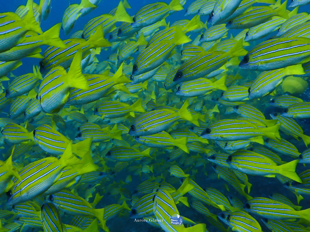 AGL voyage maldives Poissons