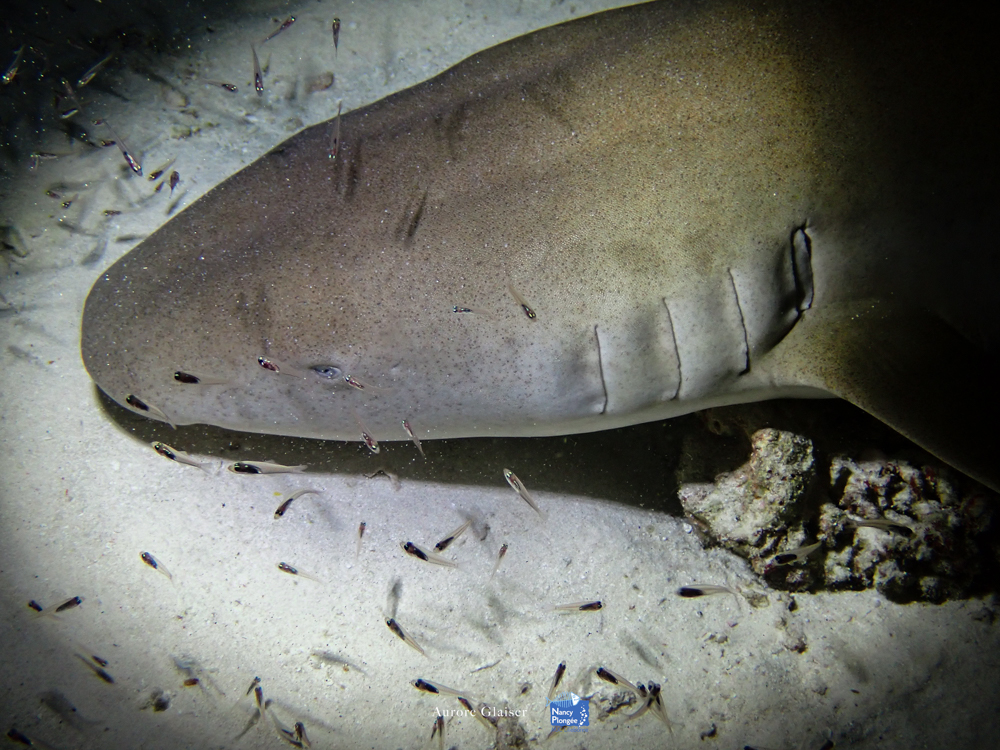 AGL voyage maldives requin