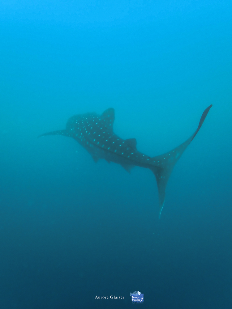 AGL voyage maldives requin baleine