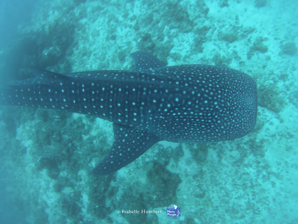 IHU voyage maldives requin baleine 2