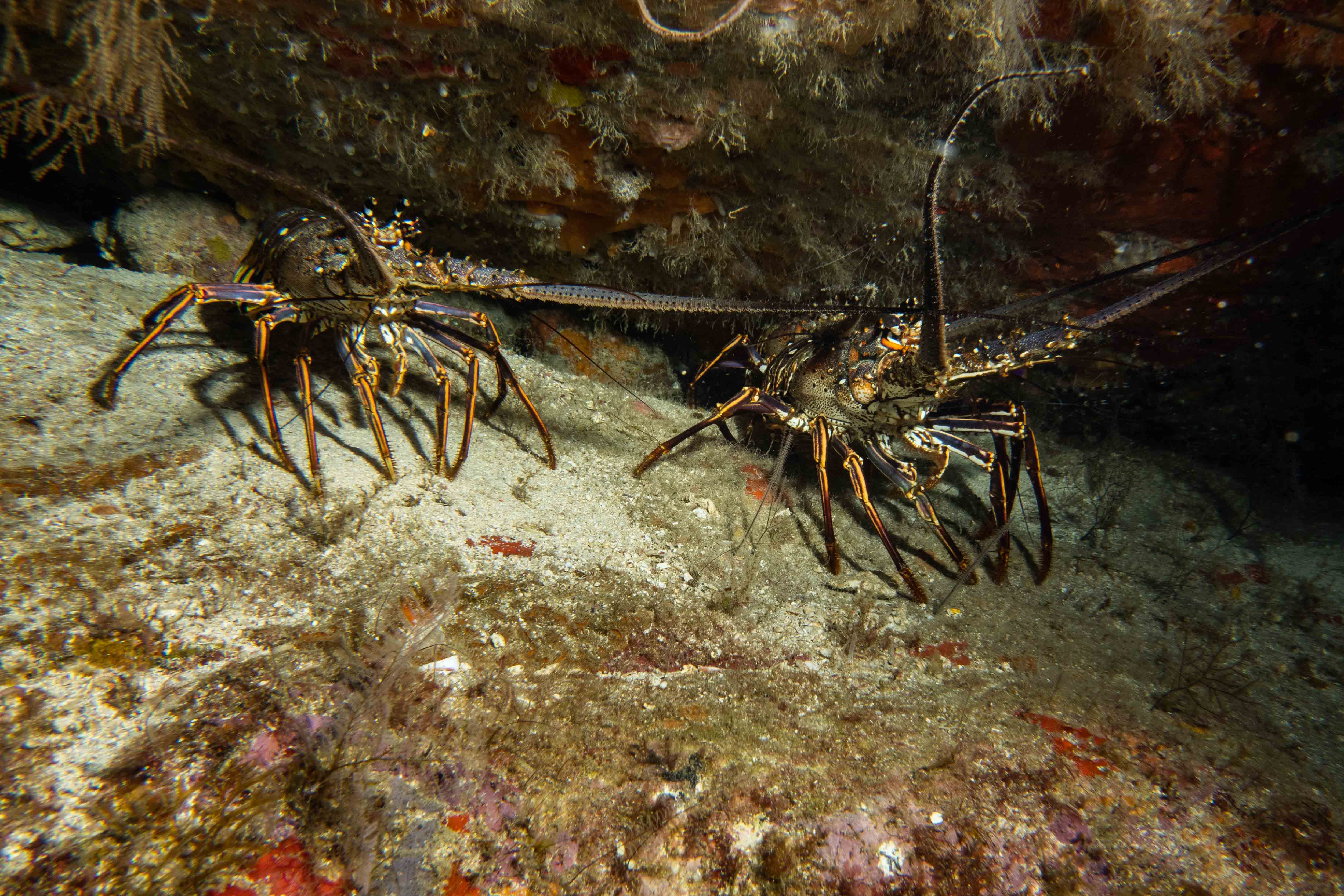 voyage martinique MJC Plonge club langouste royale DSC03142 Nicolas TEXERAUD