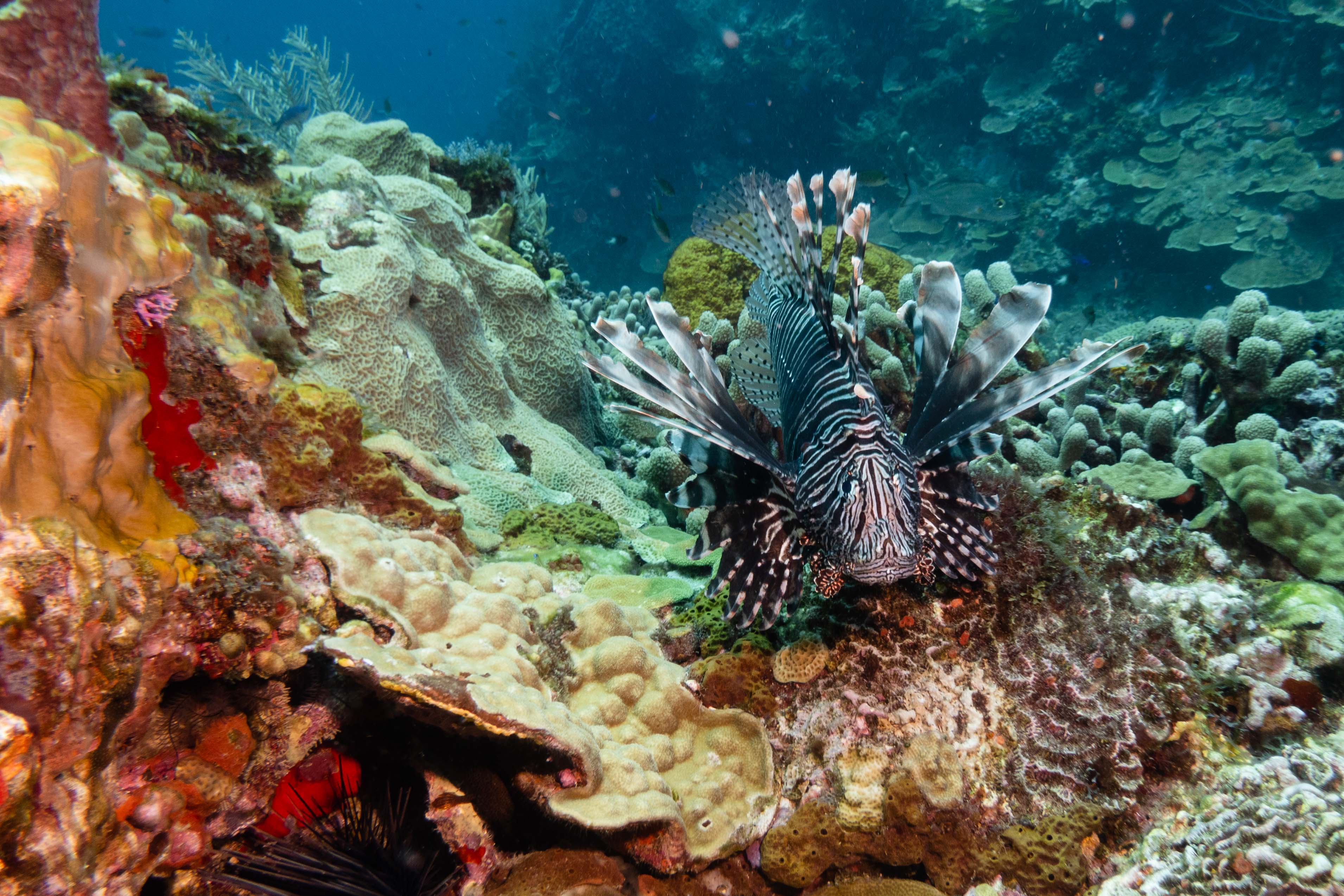 voyage martinique MJC Plonge club poisson lion DSC03300 Nicolas TEXERAUD