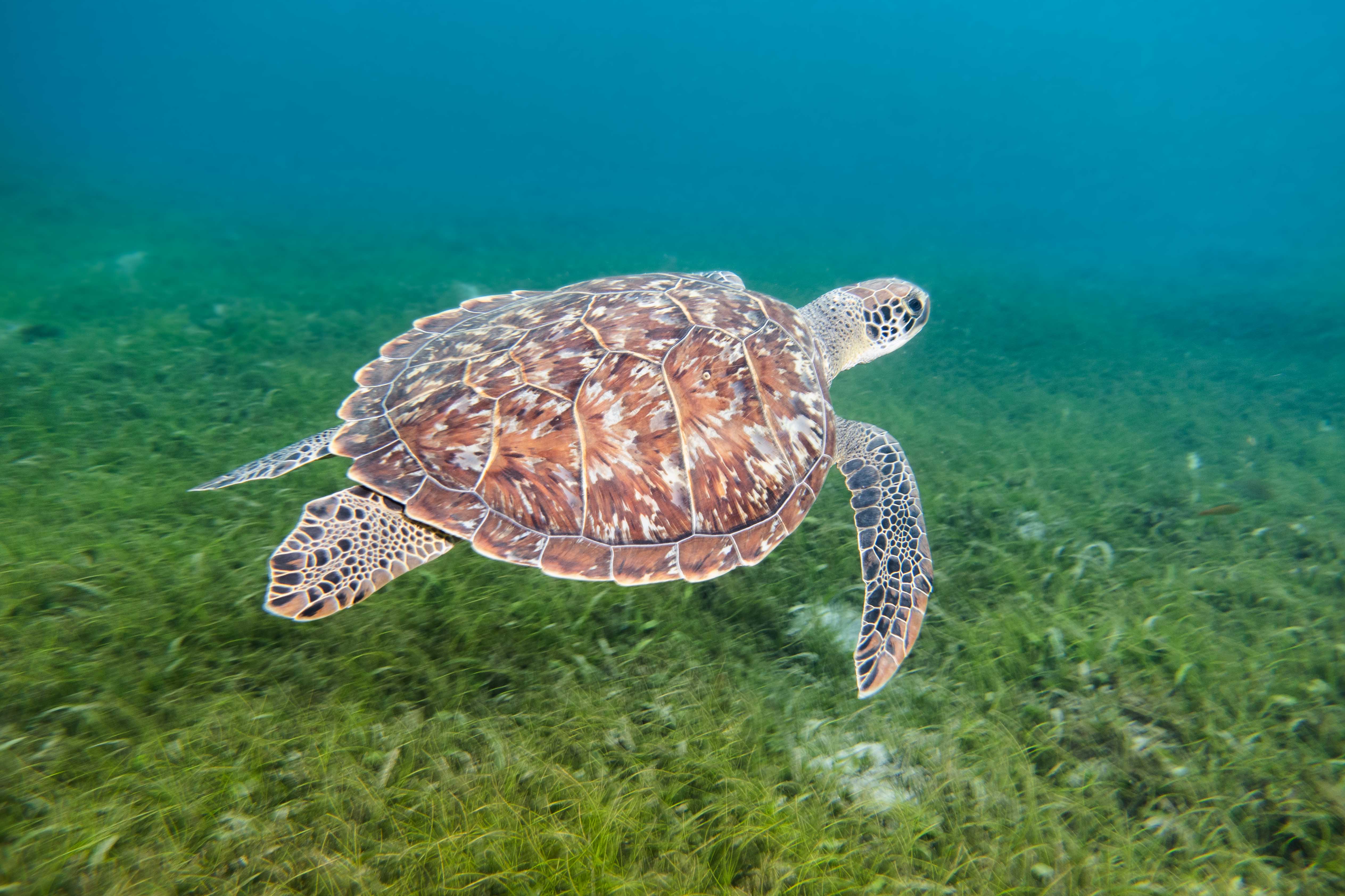 voyage martinique MJC Plonge club tortue verte DSC03441 Nicolas TEXERAUD Nicolas TEXERAUD