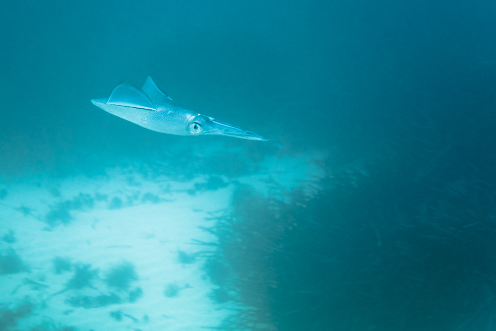 Calamar dans le bleu