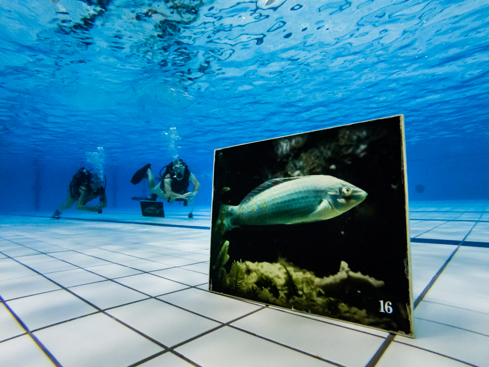 Poisson dans la piscine