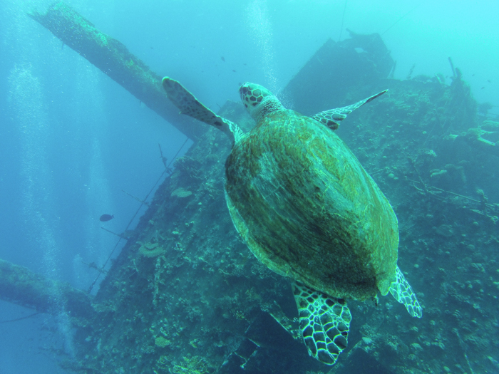 Tortue egypte Aurore