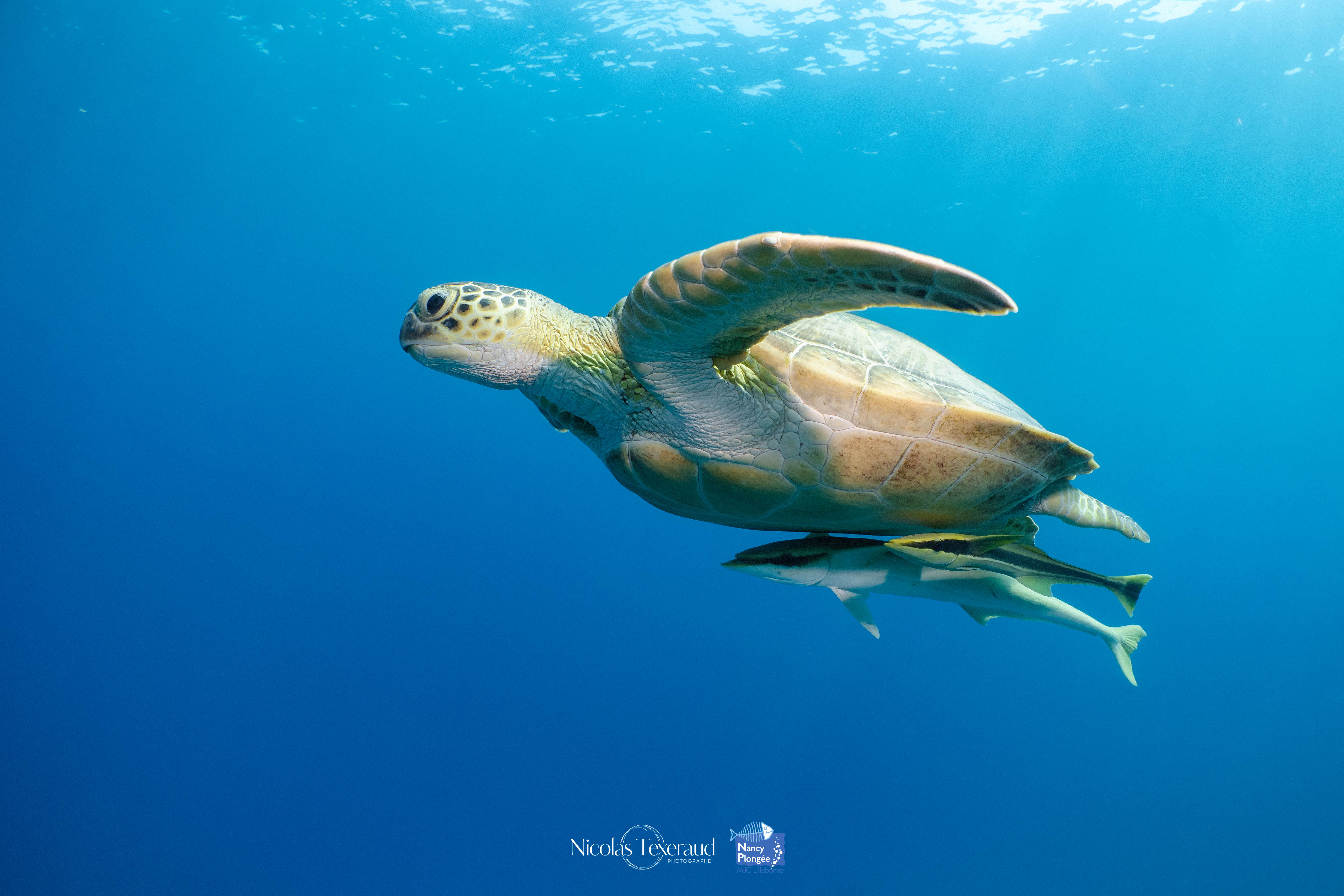 Tortue rmora REEF NORTH PlongeEgypte Marsa Shagra voyage 05179